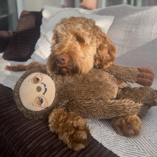 ANCOL Cuddle Sleepy Sloth Plush Dog Toy with Squeaker