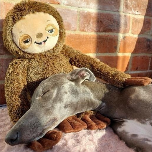 ANCOL Cuddle Sleepy Sloth Plush Dog Toy with Squeaker