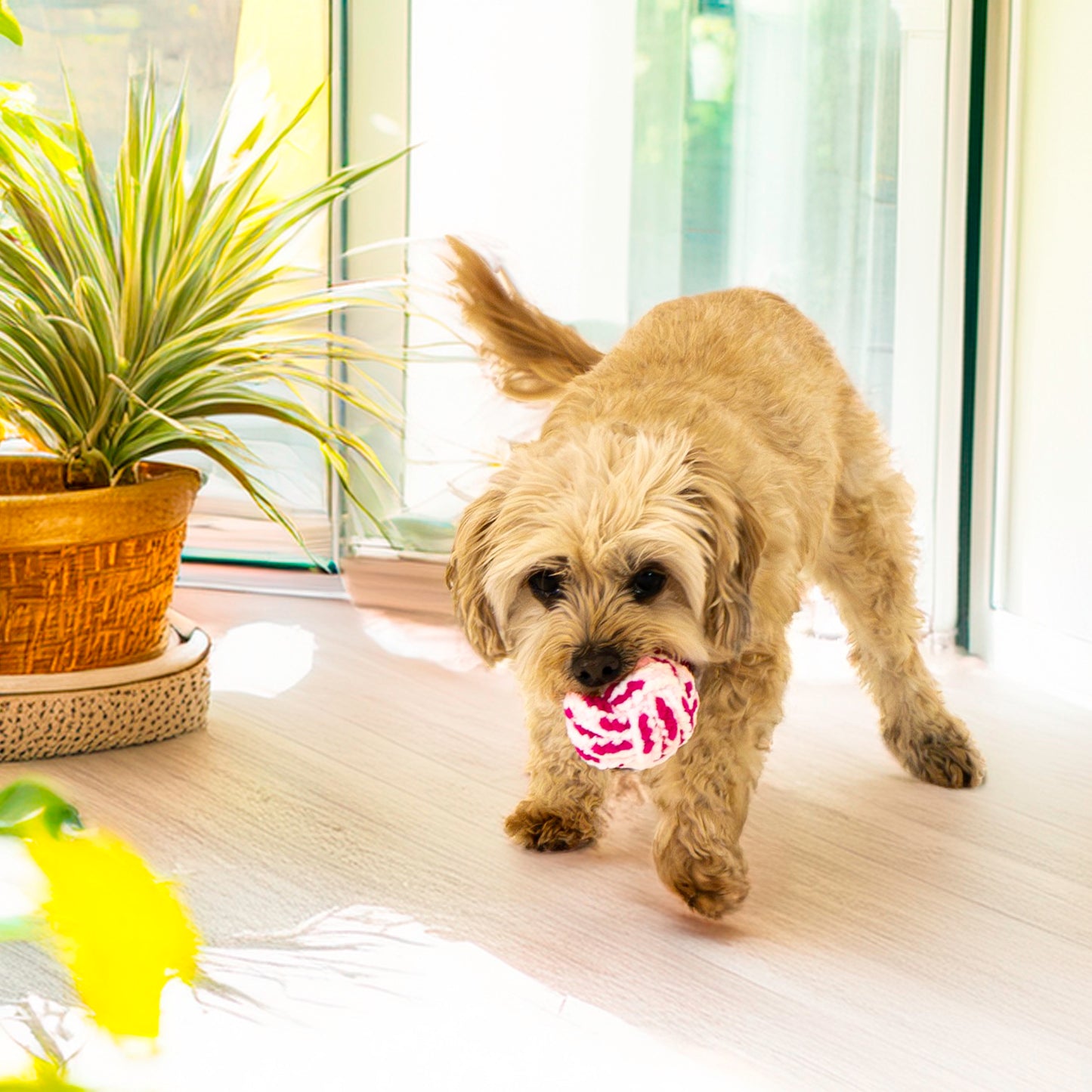 KONG Puppy Range - Puppy Essentials Range of Toys for Dogs