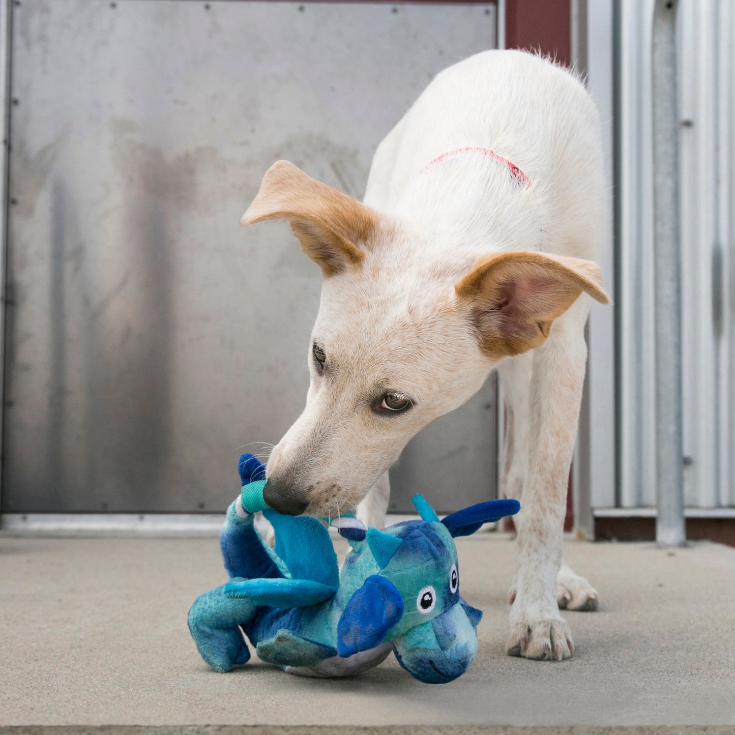 KONG Dragon Knots M/L - Dog Toy with Internal Knotted Rope, Big Squeaker and Crinkling Wings