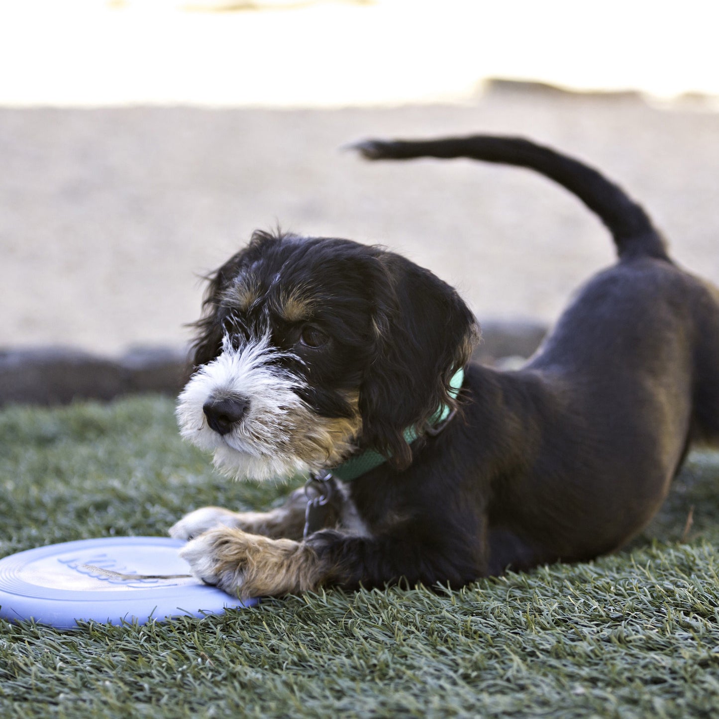 KONG Puppy Range - Puppy Essentials Range of Toys for Dogs