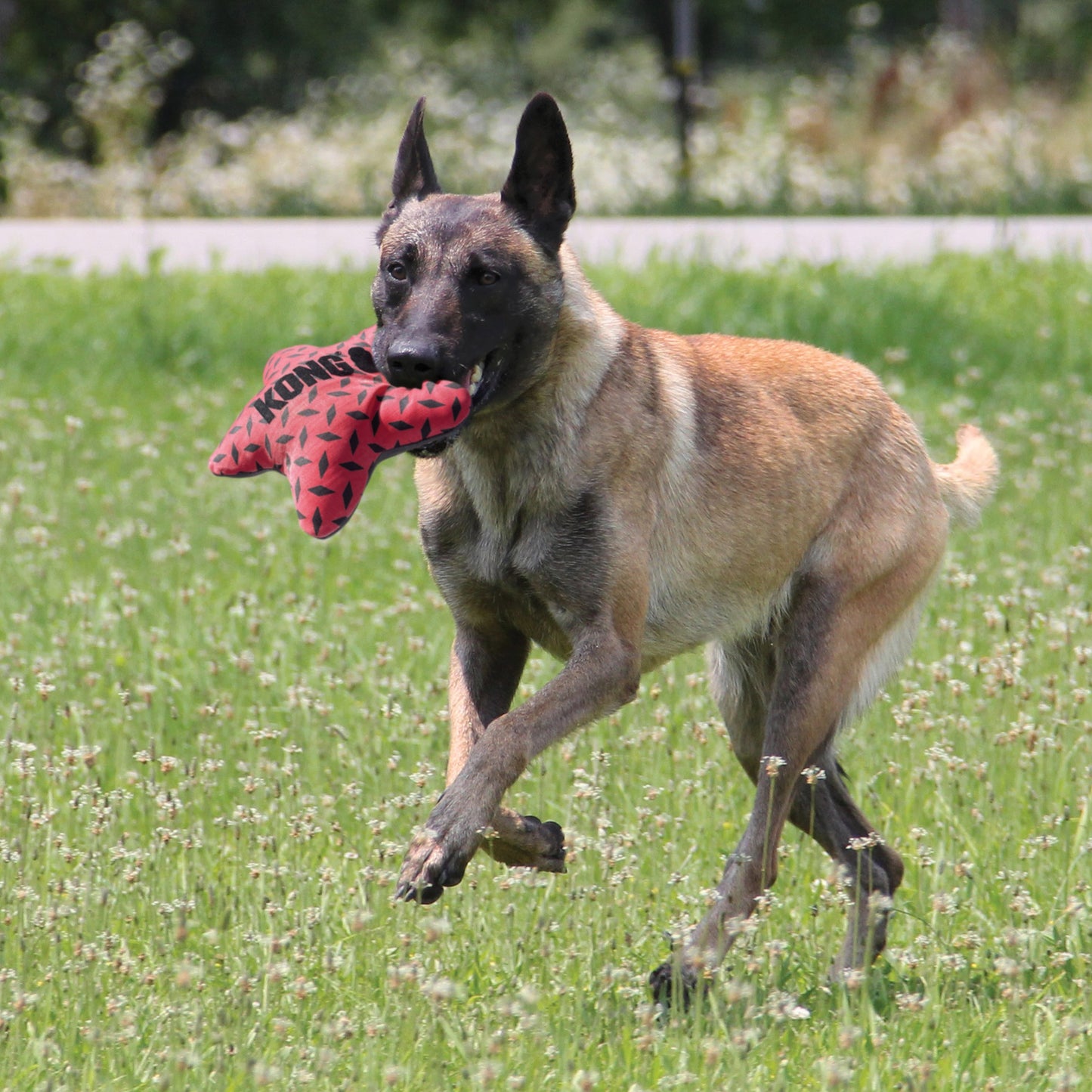 KONG Maxx Range of Extra Durable Dog Toys