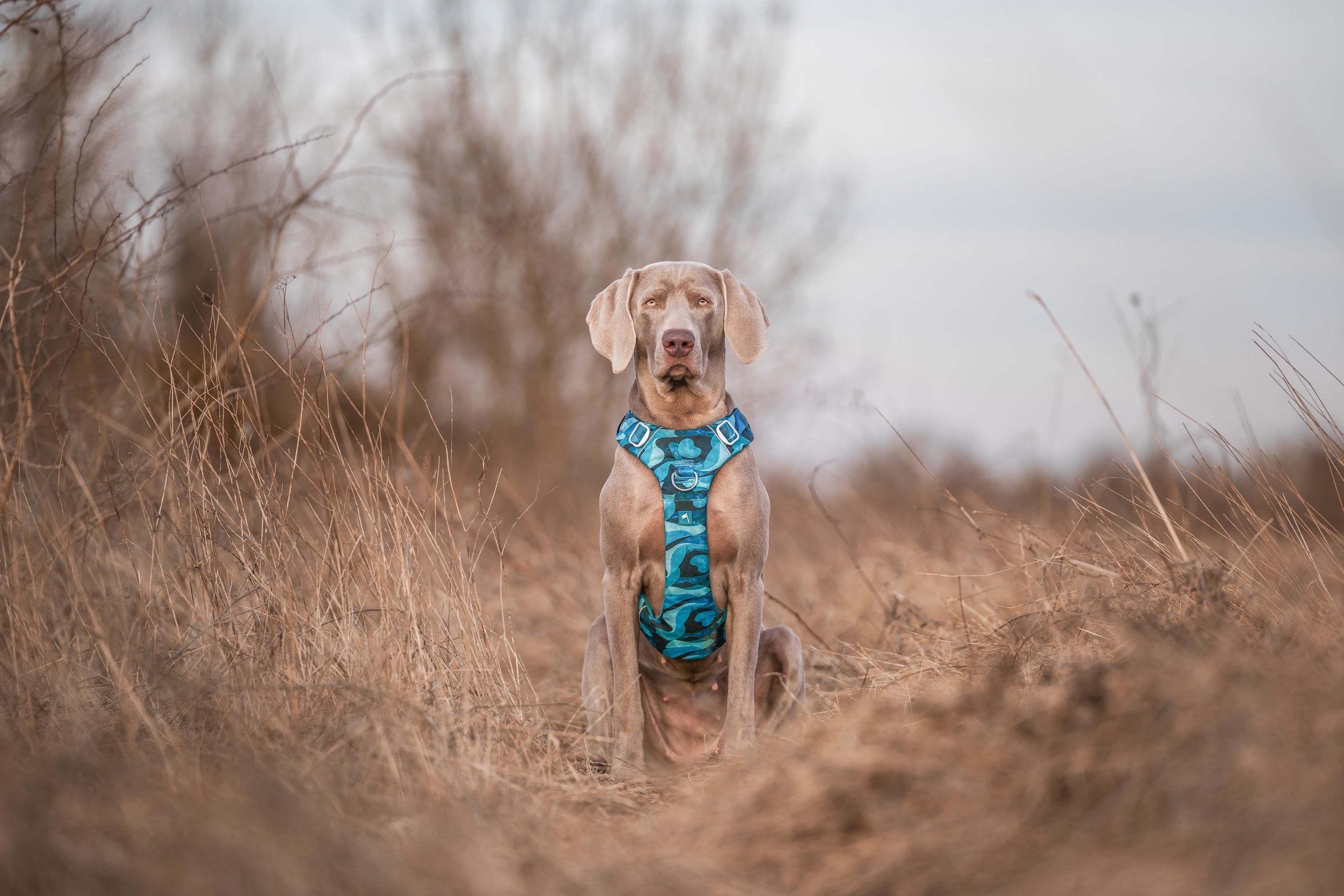 Harnesses