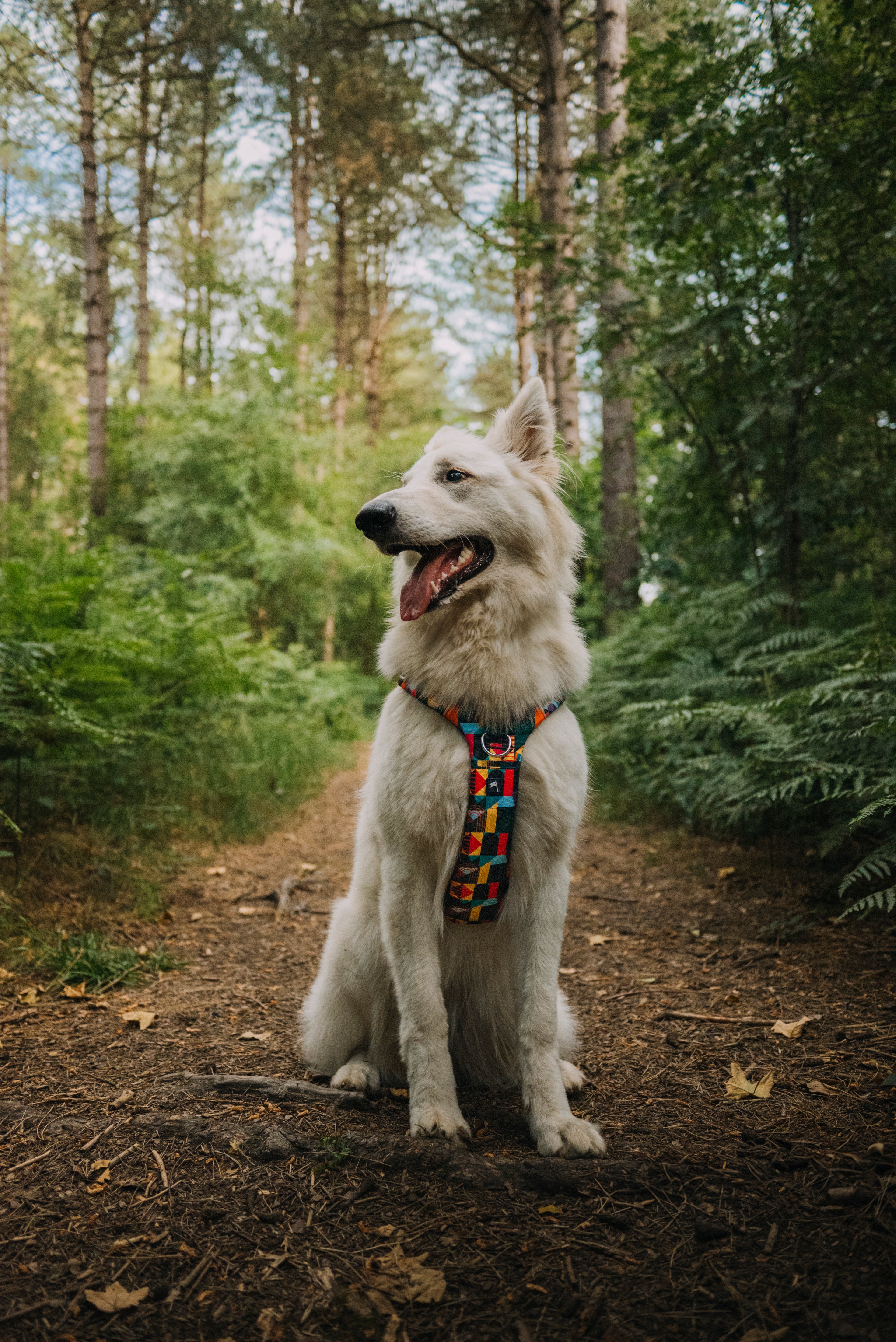 Twiggy Tags Adventure Harness 2.0 - Aurora