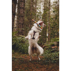Chuckit! Range of Dog Toys - Balls, Fetch Toys for Dogs