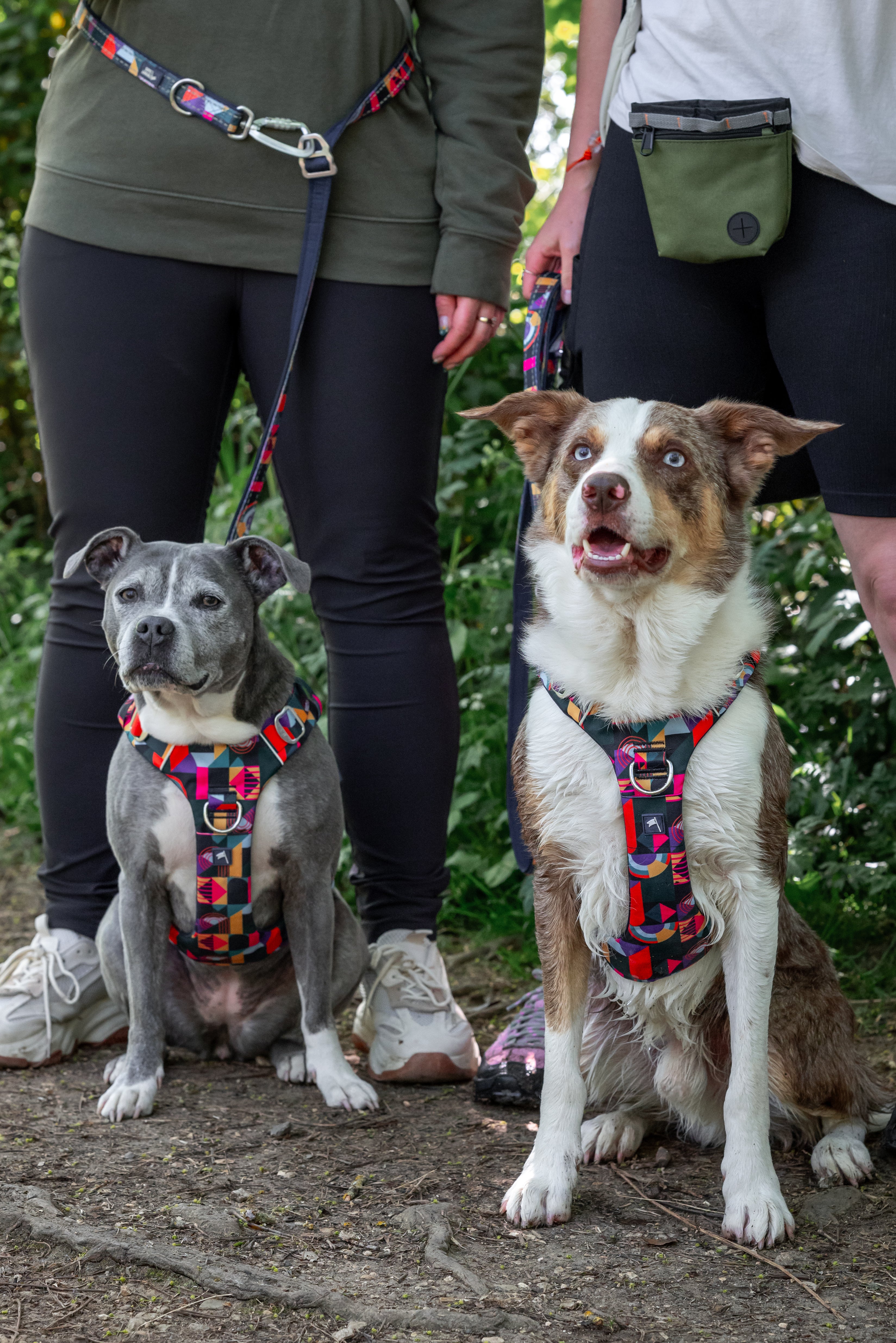 Twiggy Tags Adventure Harness 2.0 - Aurora