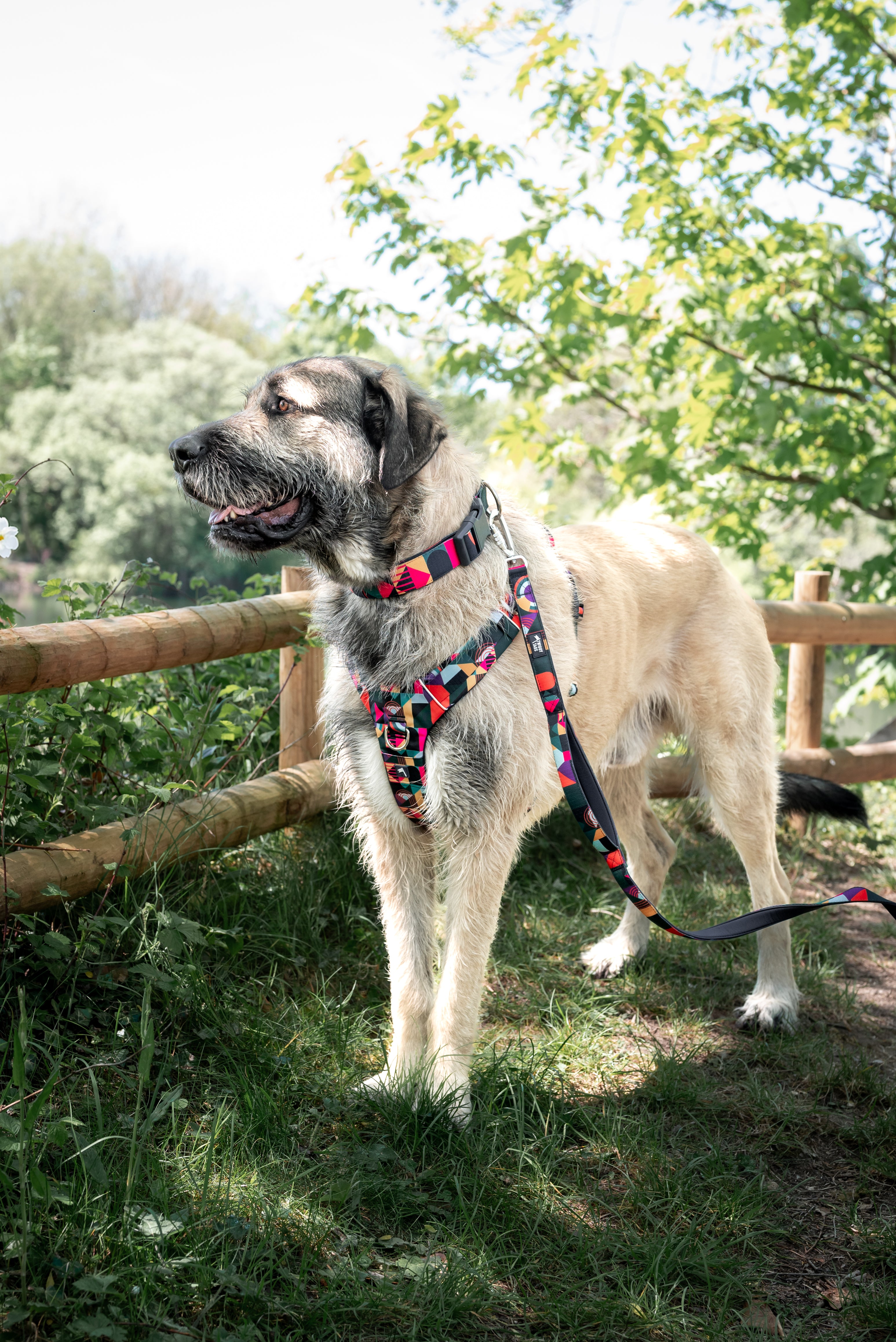 Twiggy Tags Adventure 2.0 Collar - Aurora