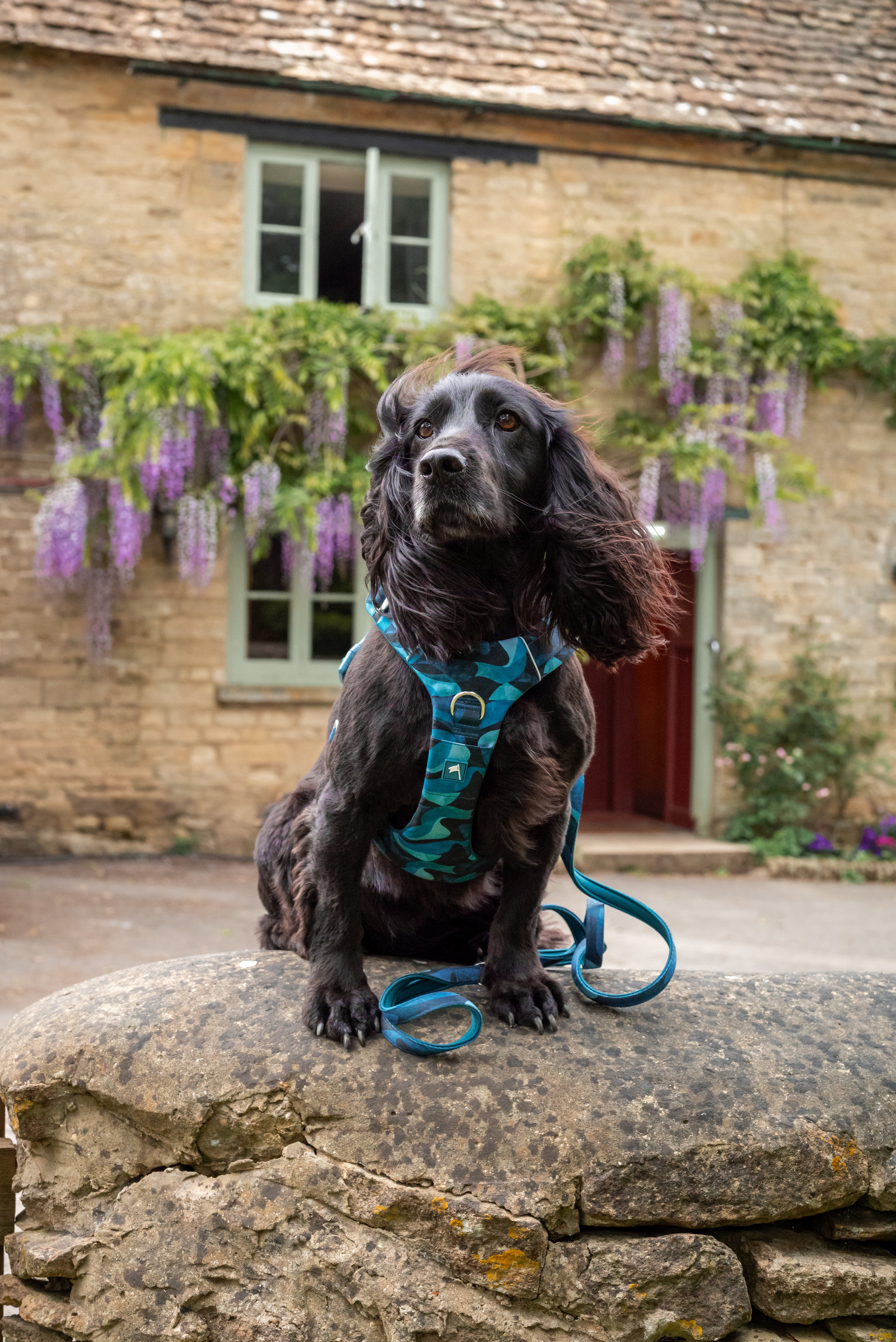 Twiggy Tags Adventure Harness 2.0 - Lagoon