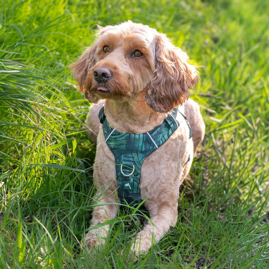 Twiggy Tags Adventure Harness 2.0 - Canopy