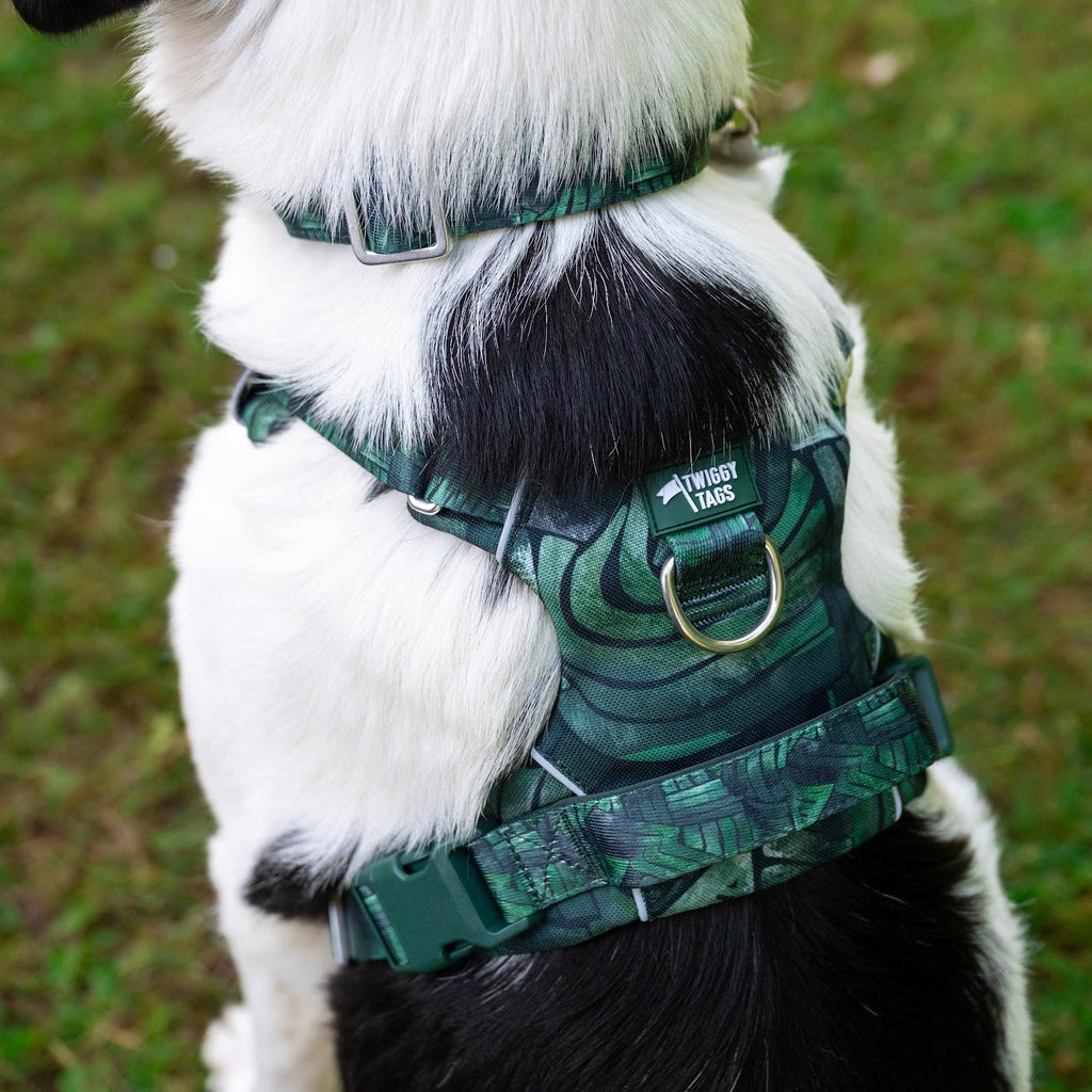 Dog wearing a green harness with a camouflage pattern on a grassy background