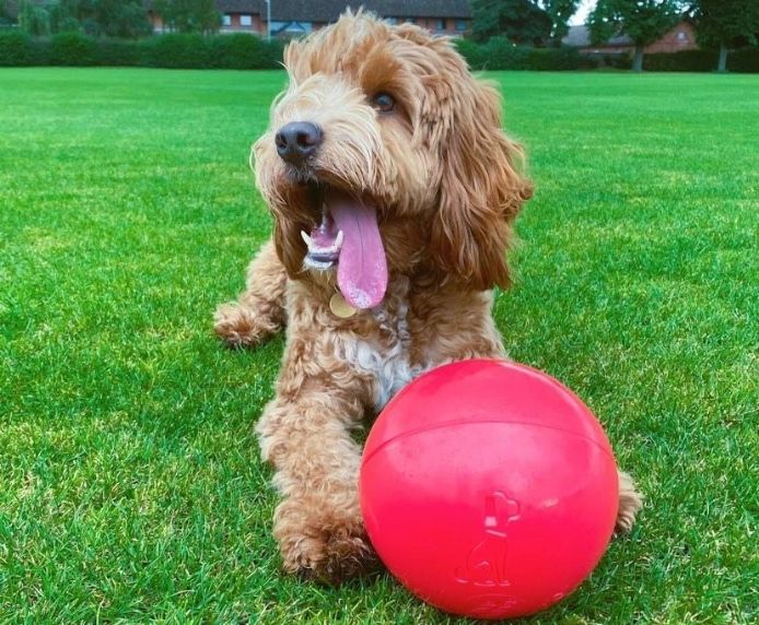 CoA Boomer Ball - Virtually Indestructible Dog Ball