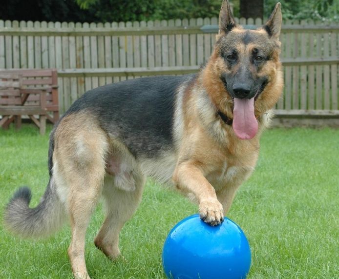 CoA Boomer Ball - Virtually Indestructible Dog Ball