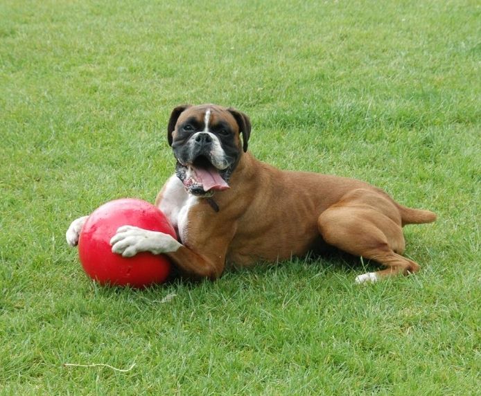 CoA Boomer Ball - Virtually Indestructible Dog Ball