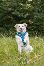 Twiggy Tags Adventure Harness 2.0 - Lagoon