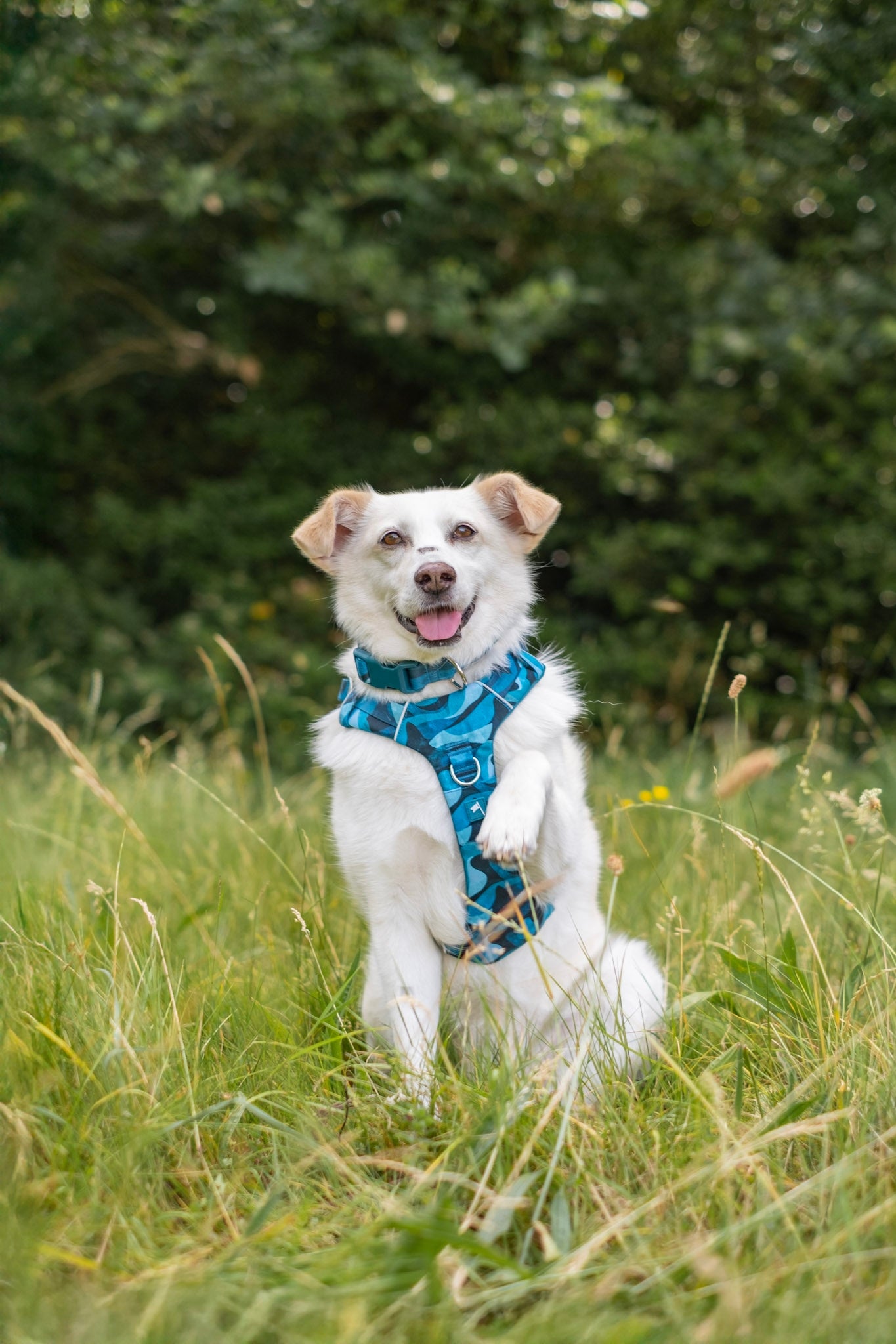 Twiggy Tags Adventure Harness 2.0 - Lagoon