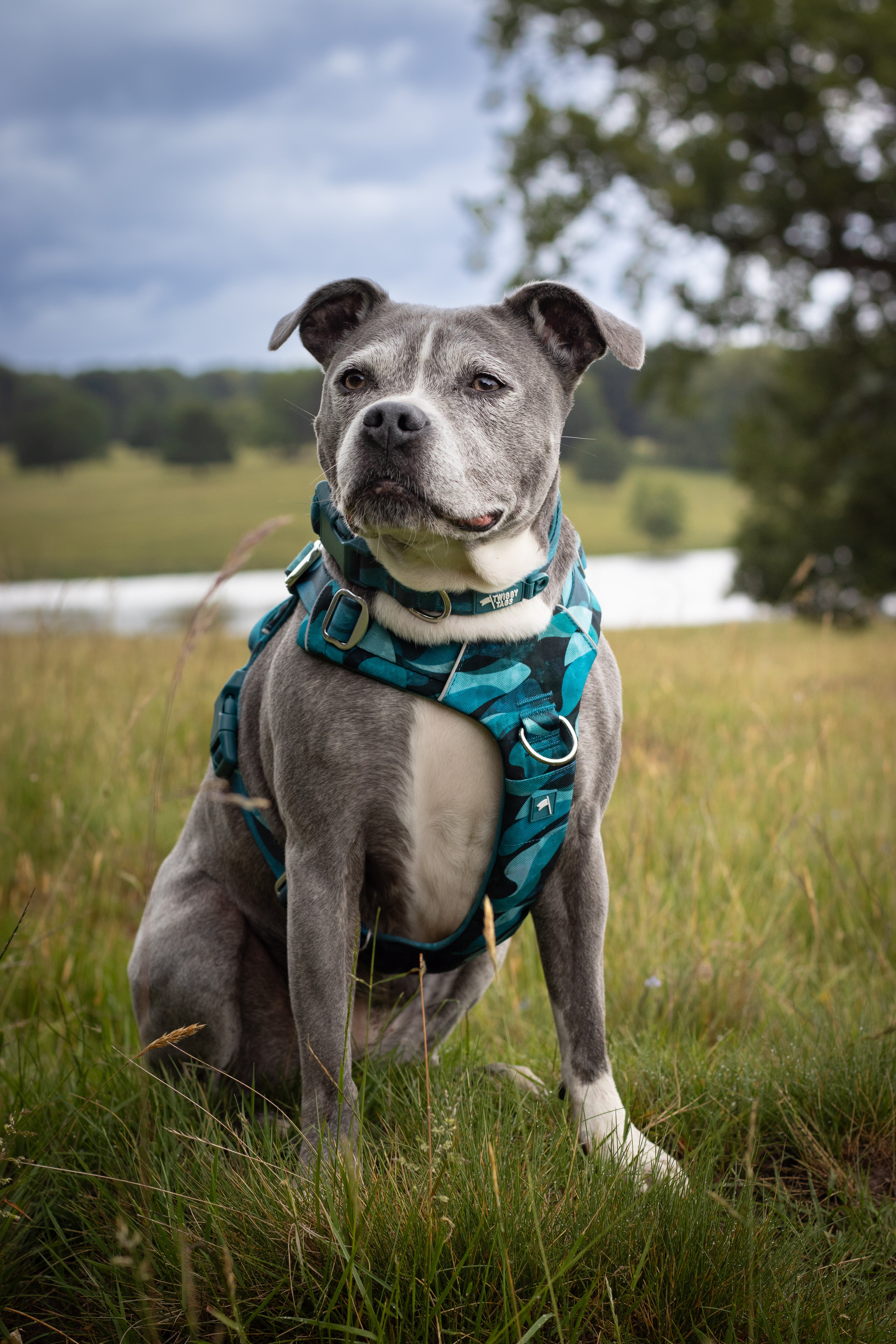Twiggy Tags Adventure Harness 2.0 - Lagoon