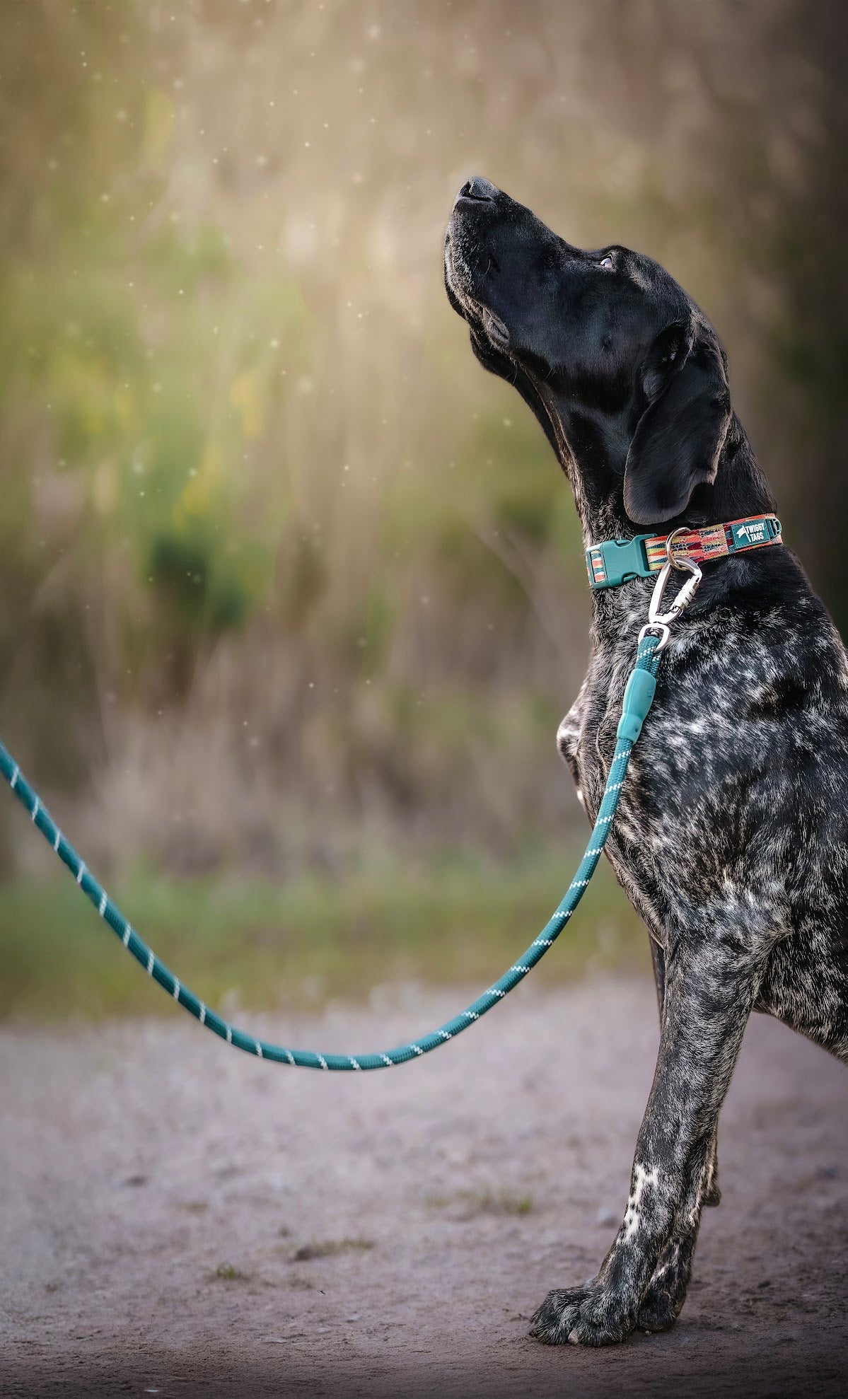 Twiggy Tags Horizon Rope Lead - Elixir