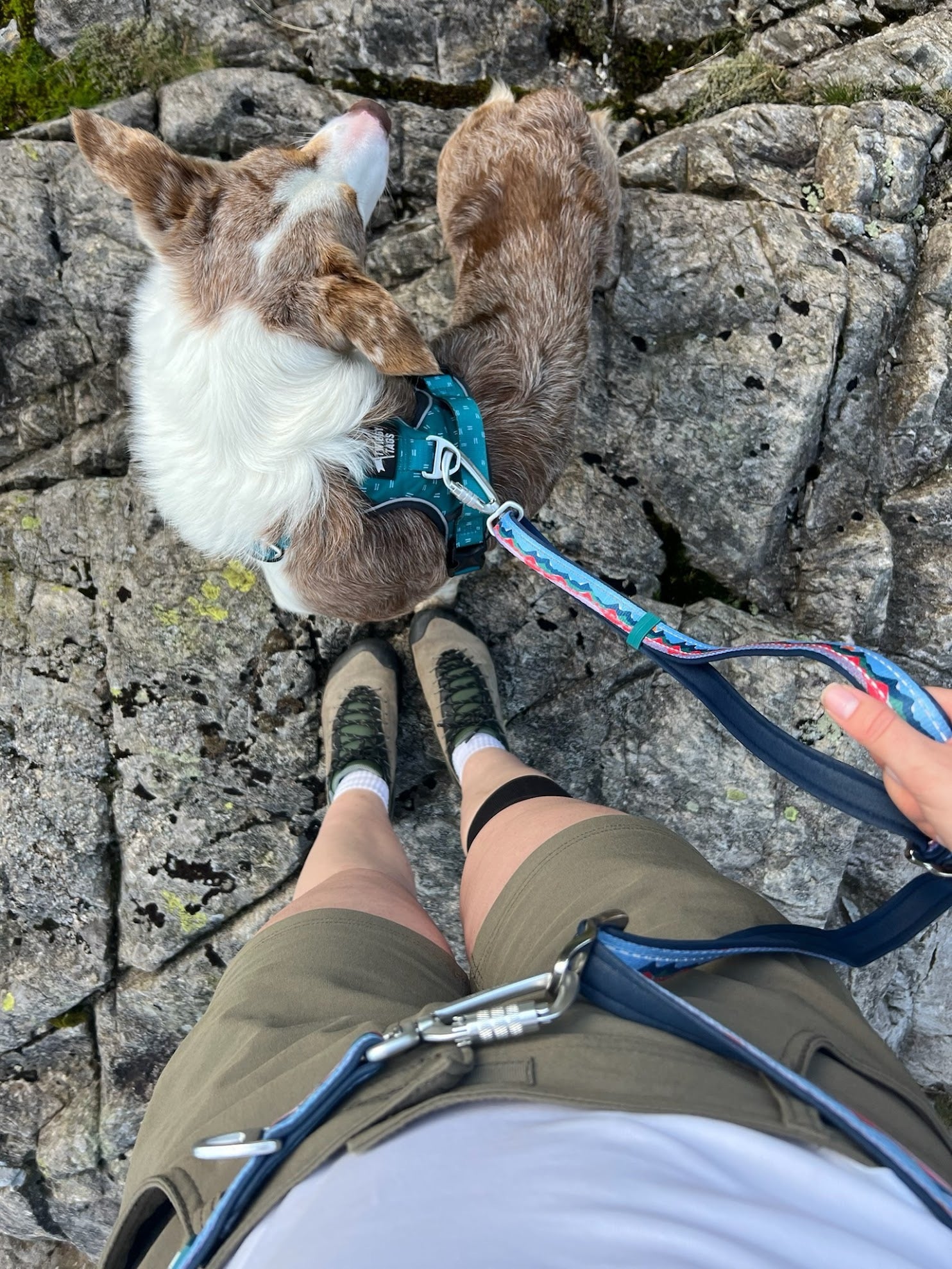 Twiggy Tags Multi-Way Leads