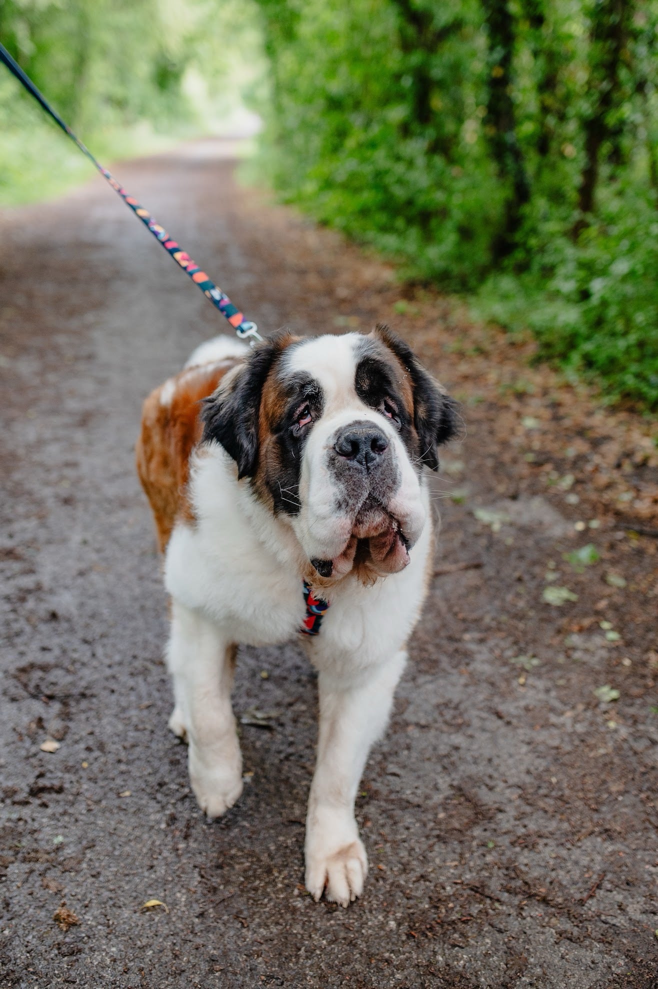 Twiggy Tags Adventure Small Lead 2.0 - Aurora