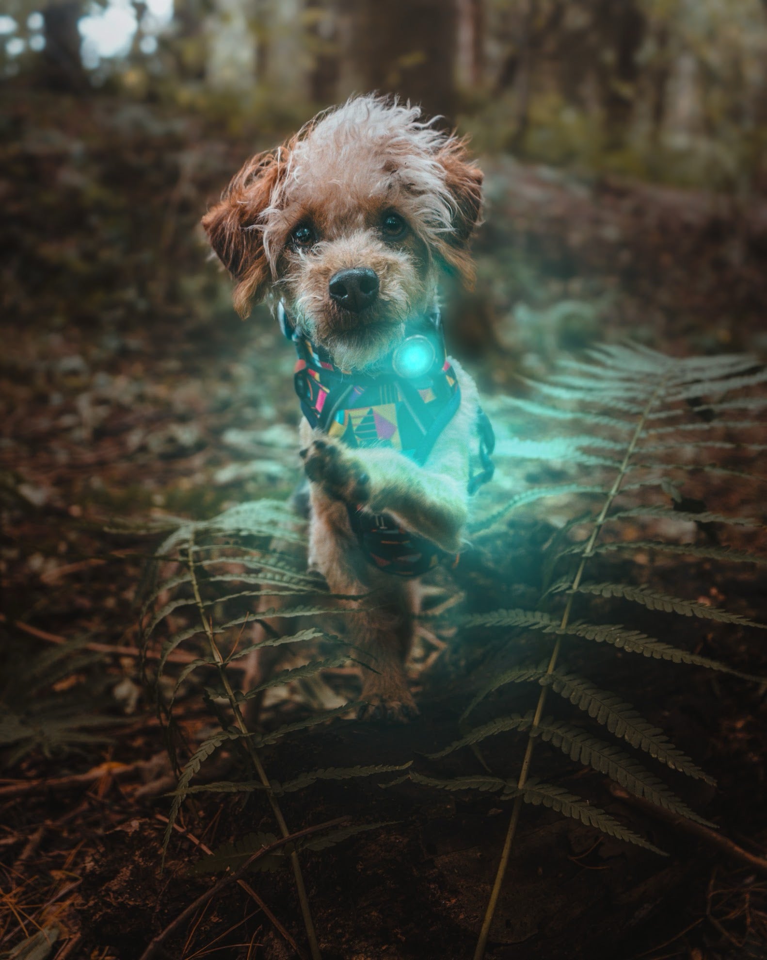 Twiggy Tags TrekBright® Dog Safety Light