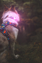 Twiggy Tags TrekBright® Dog Safety Light