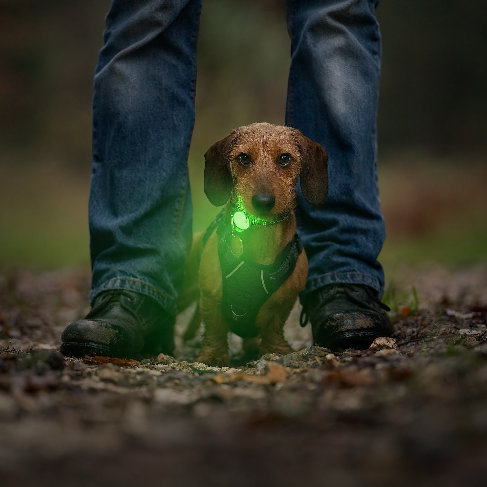 Twiggy Tags TrekBright® Dog Safety Light