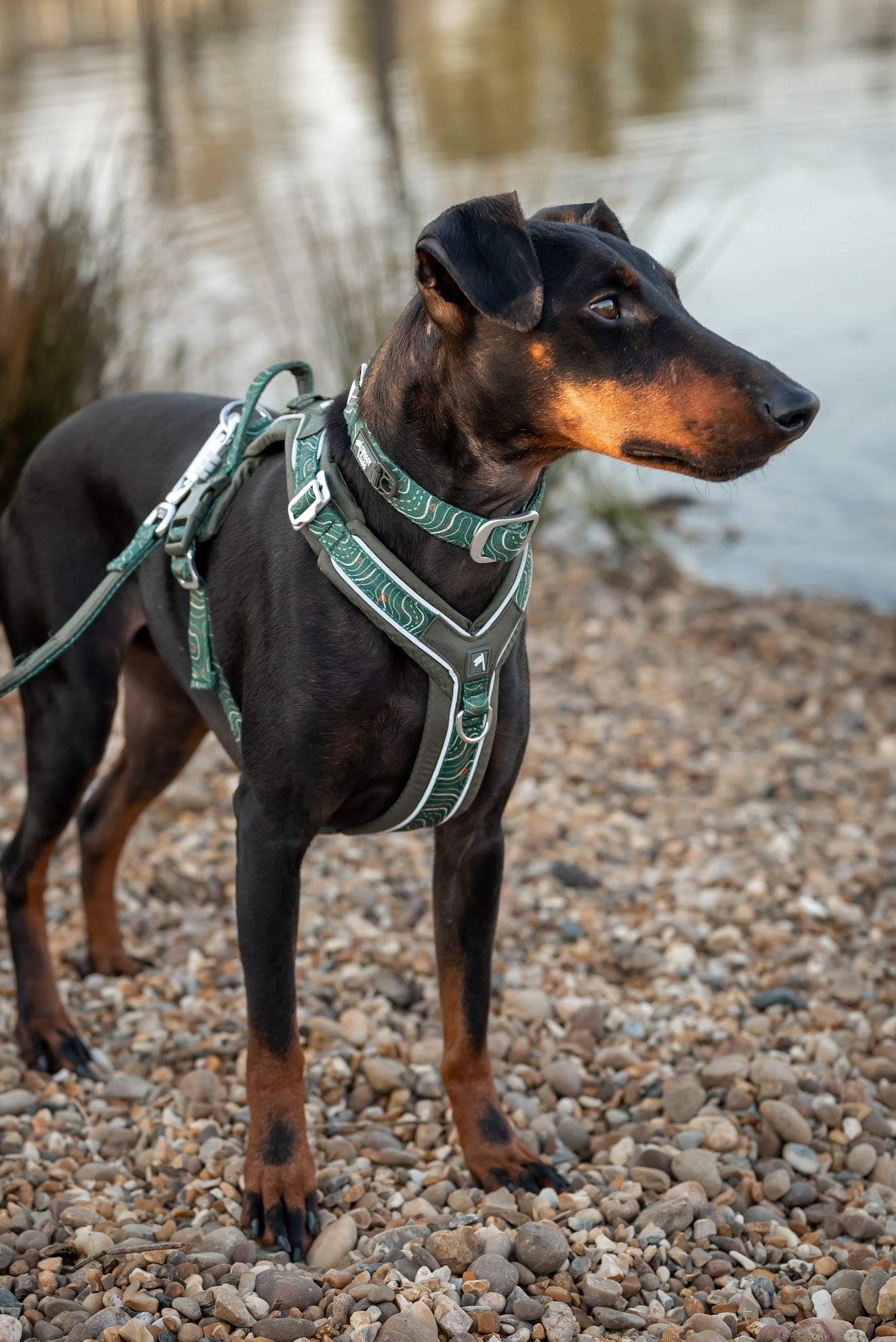 Twiggy Tags Apex® Collar - Nomad