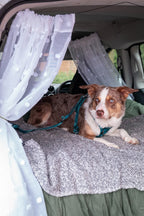 Twiggy Tags Adventure Dog Safety Seatbelt 2.0 - Lagoon