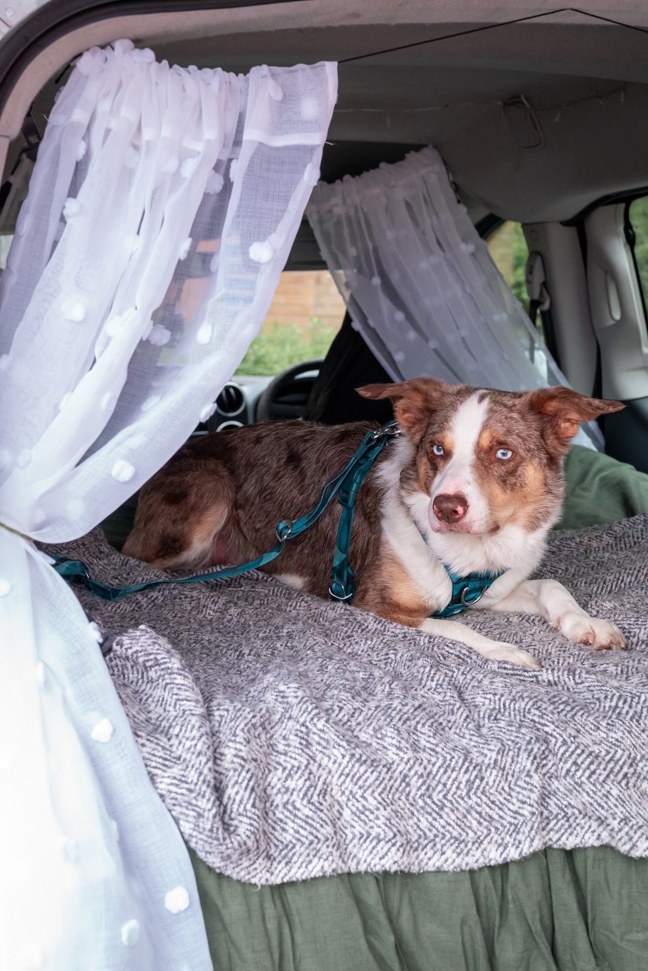 Twiggy Tags Adventure Dog Safety Seatbelt 2.0 - Lagoon