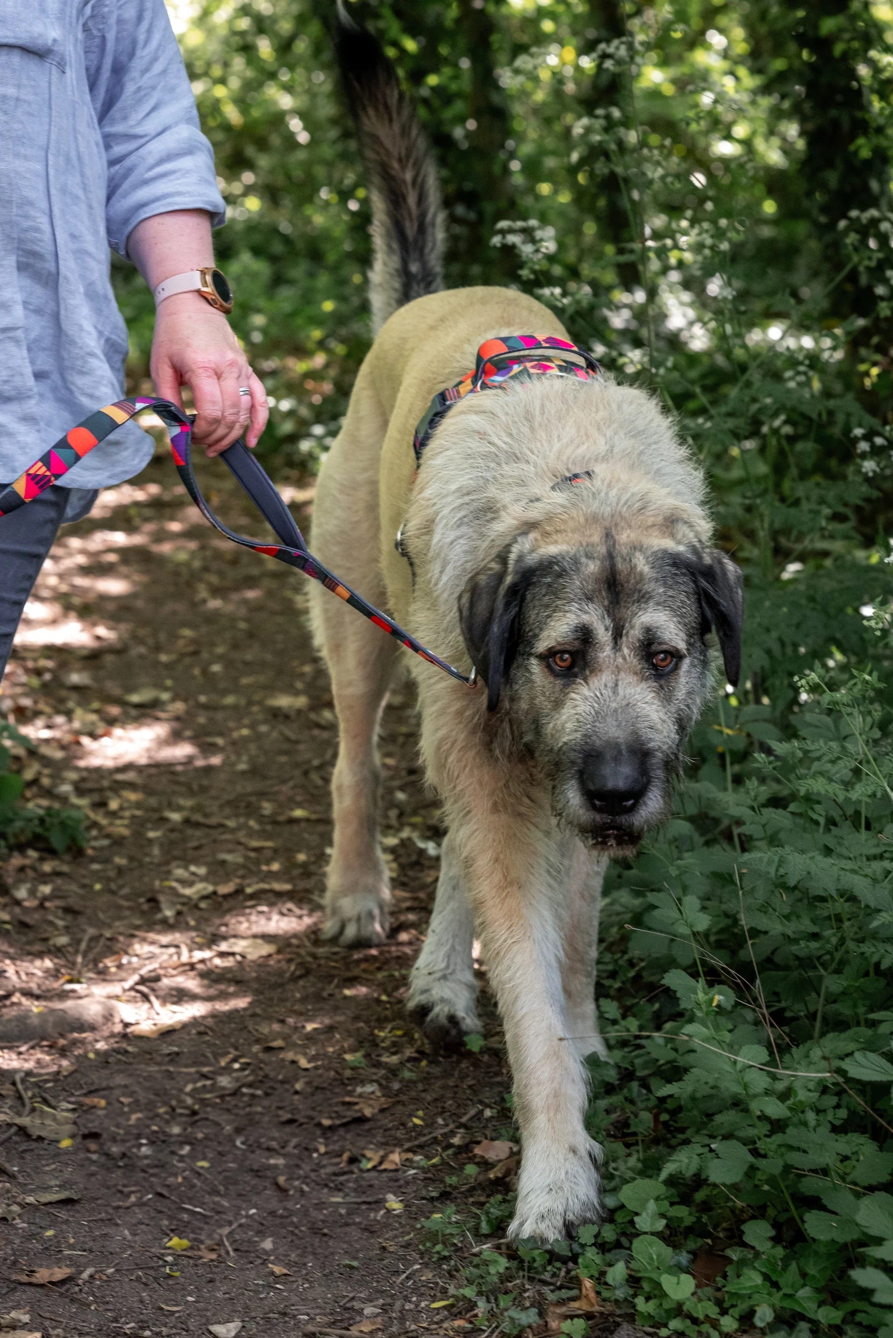 Twiggy Tags Adventure Close Control Lead 2.0 - Aurora