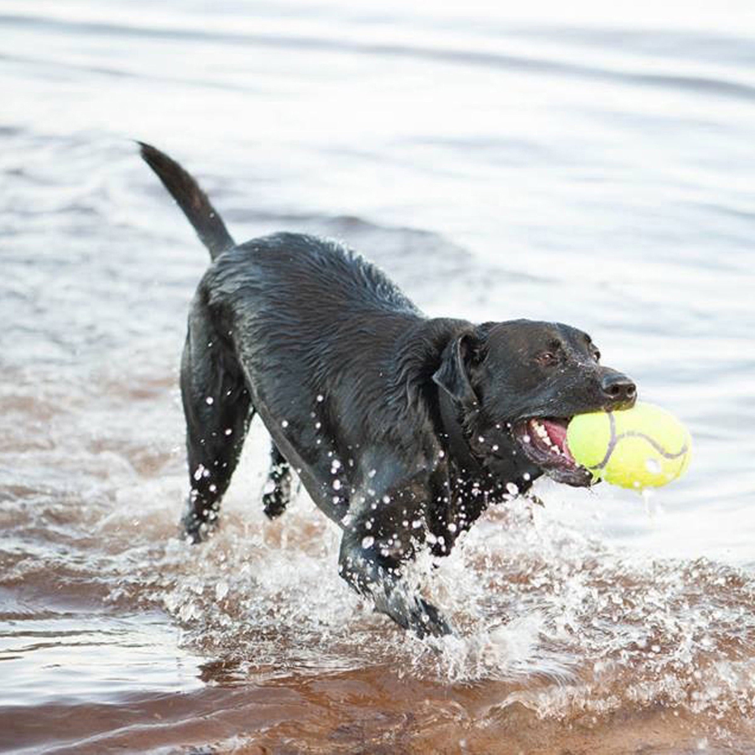 KONG AirDog Dumbell