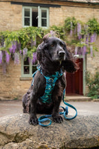 Twiggy Tags Adventure Small Lead 2.0 - Lagoon