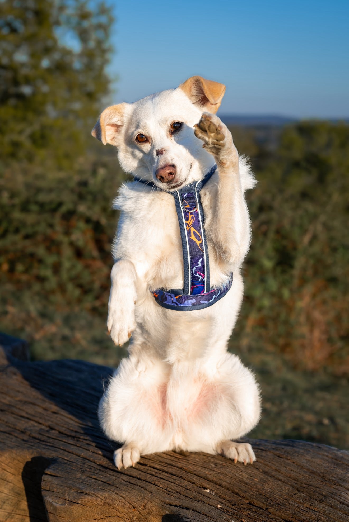 Twiggy Tags Apex® Harness - Nebula