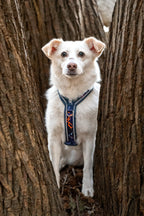 Twiggy Tags Apex® Harness - Nebula