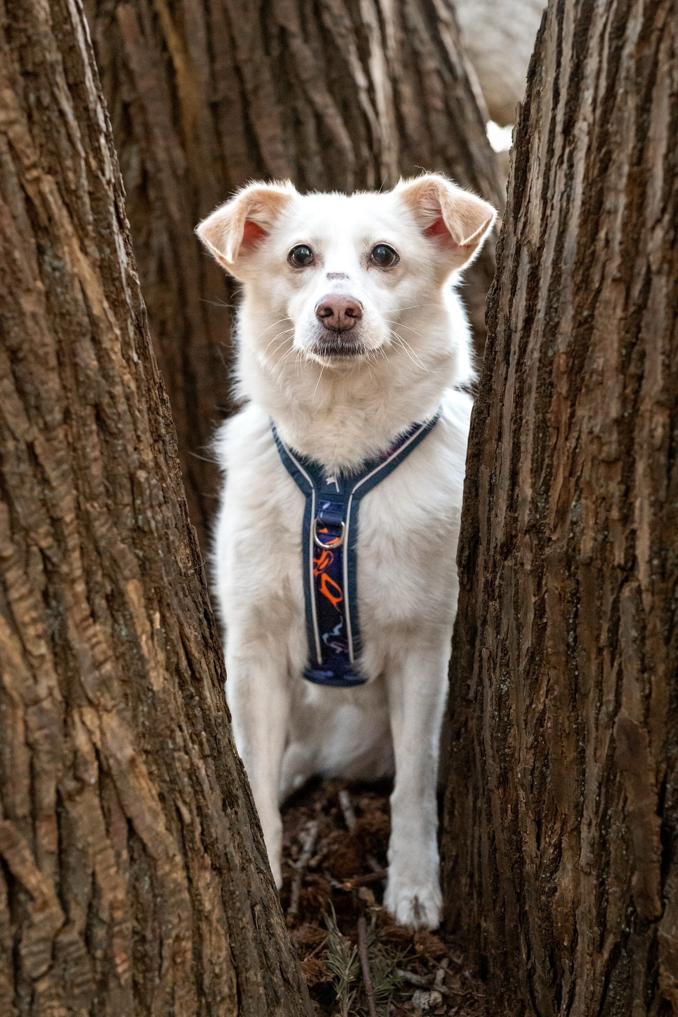 Twiggy Tags Apex® Harness - Nebula