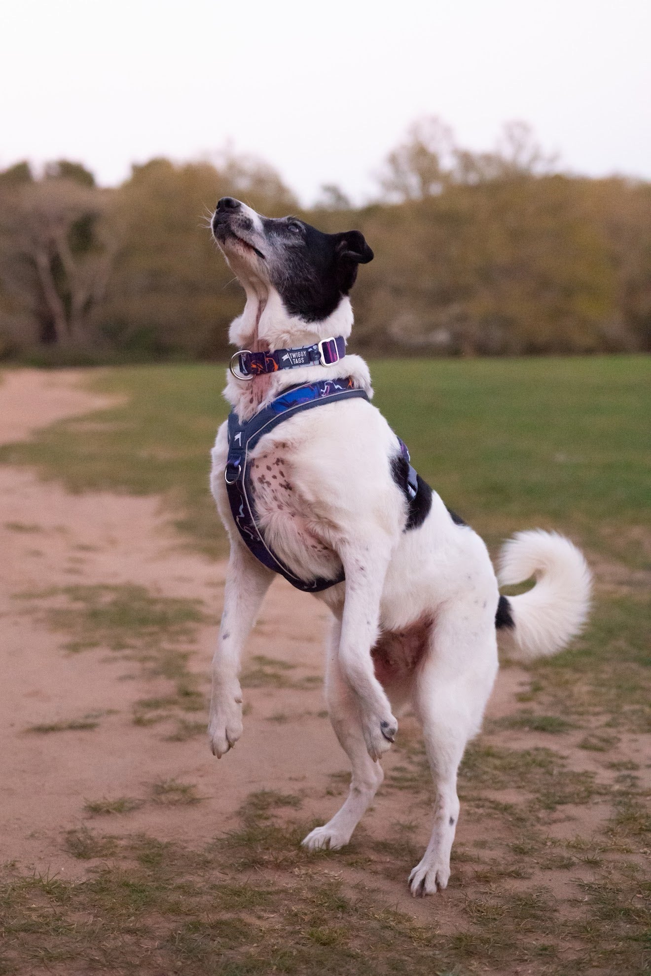 Twiggy Tags Apex® Harness - Nebula