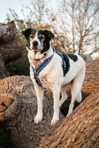 Twiggy Tags Apex® Harness - Nebula