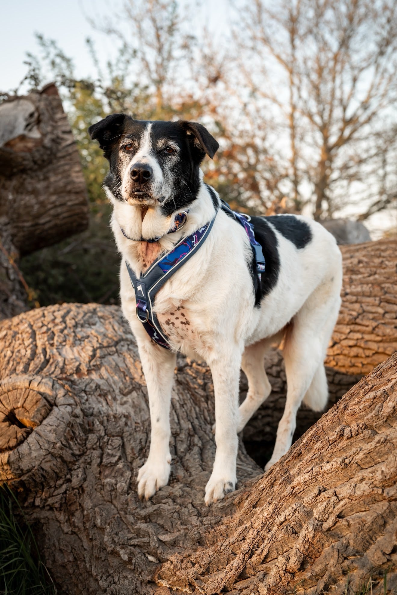 Twiggy Tags Apex® Harness - Nebula