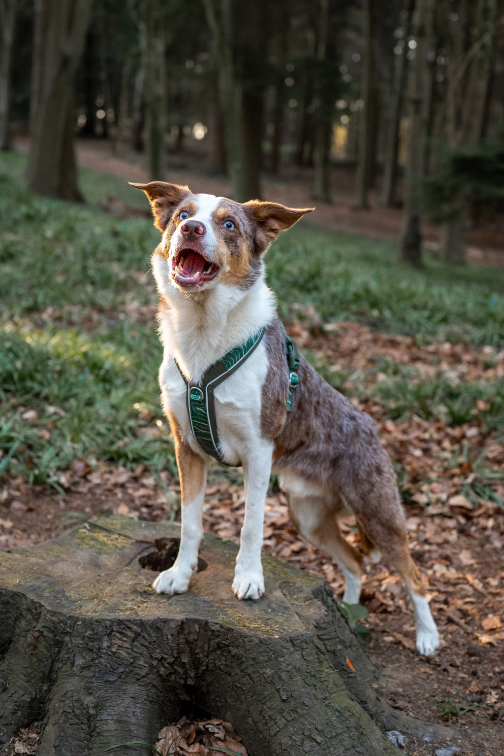 Twiggy Tags Apex® Harness - Nomad