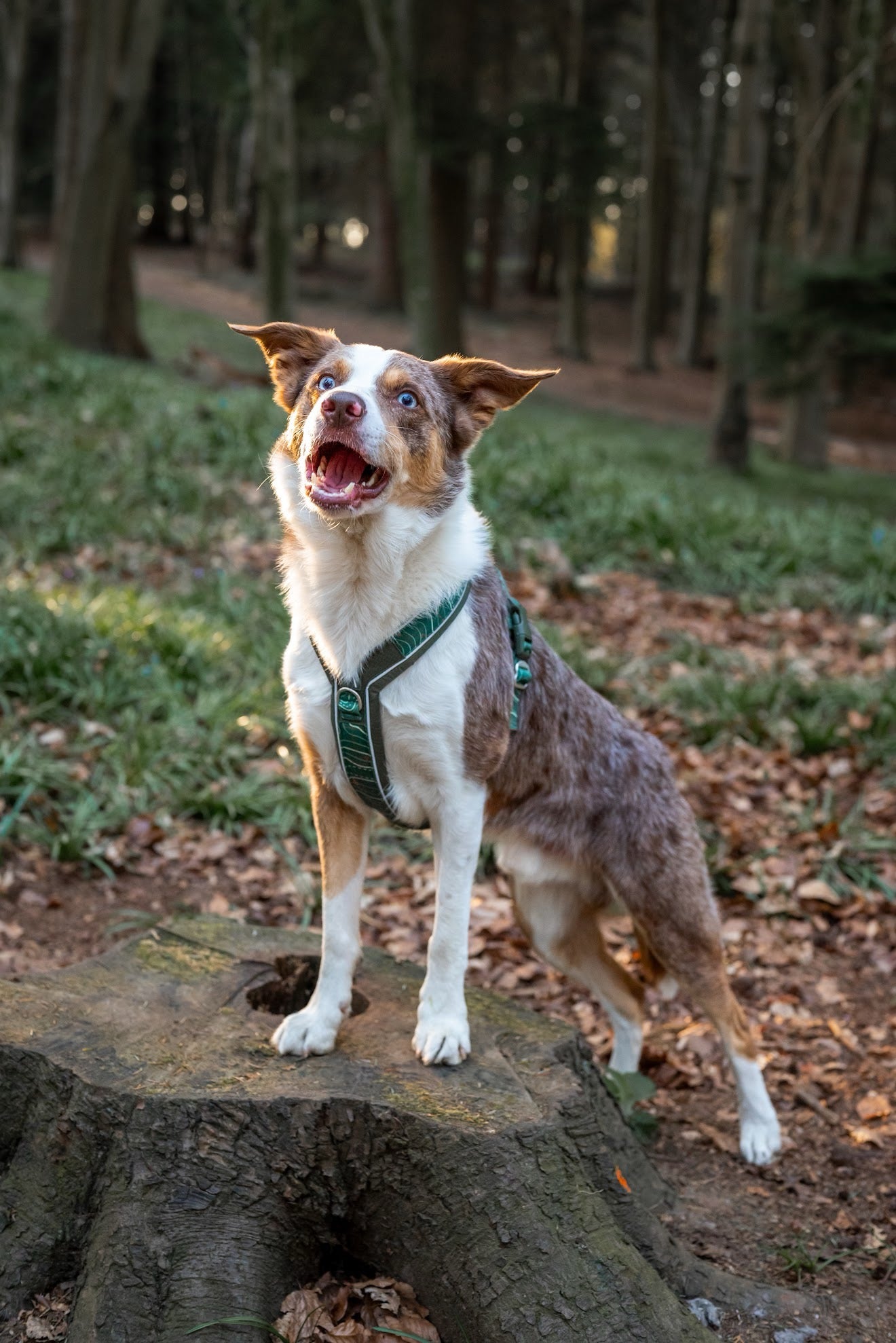 Twiggy Tags Apex® Harness - Nomad