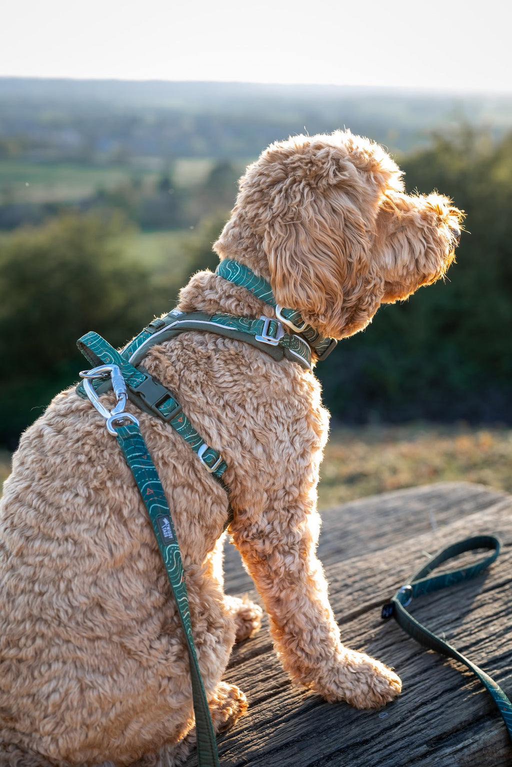 Twiggy Tags Apex® Harness - Nomad