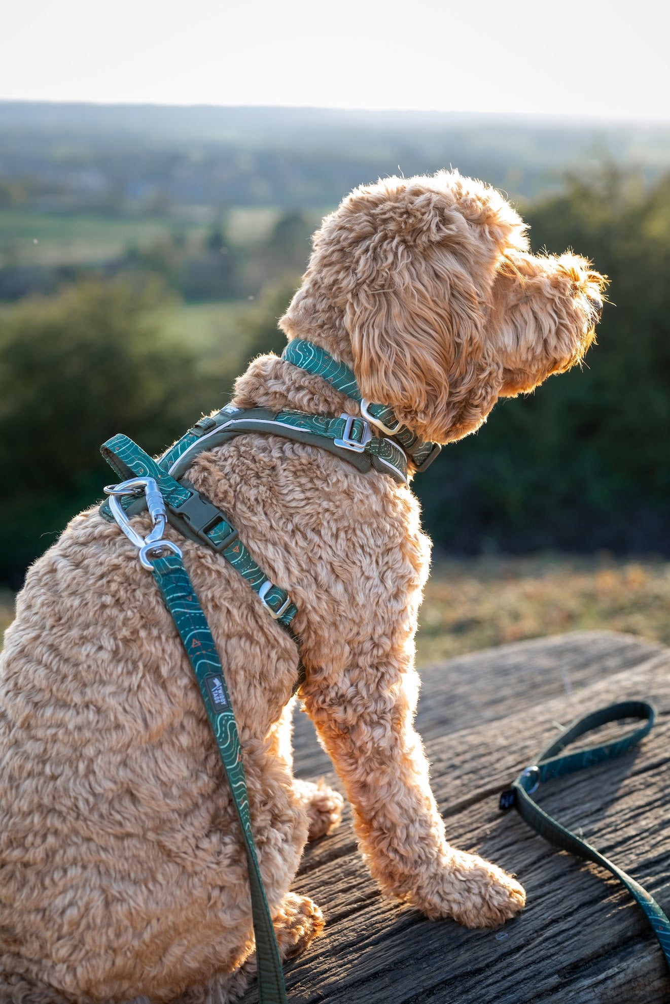 Twiggy Tags Apex® Harness - Nomad