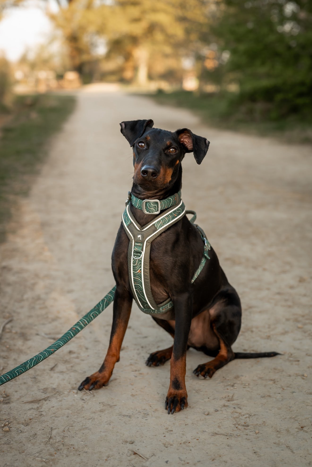 Twiggy Tags Apex® Harness - Nomad