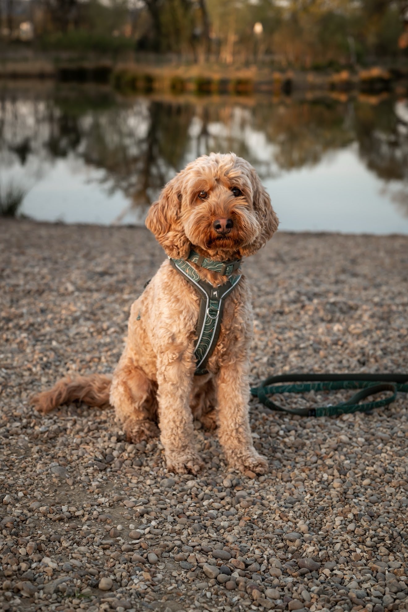 Twiggy Tags Apex® Harness - Nomad