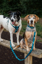 Twiggy Tags Adventure Small Lead 2.0 - Lagoon