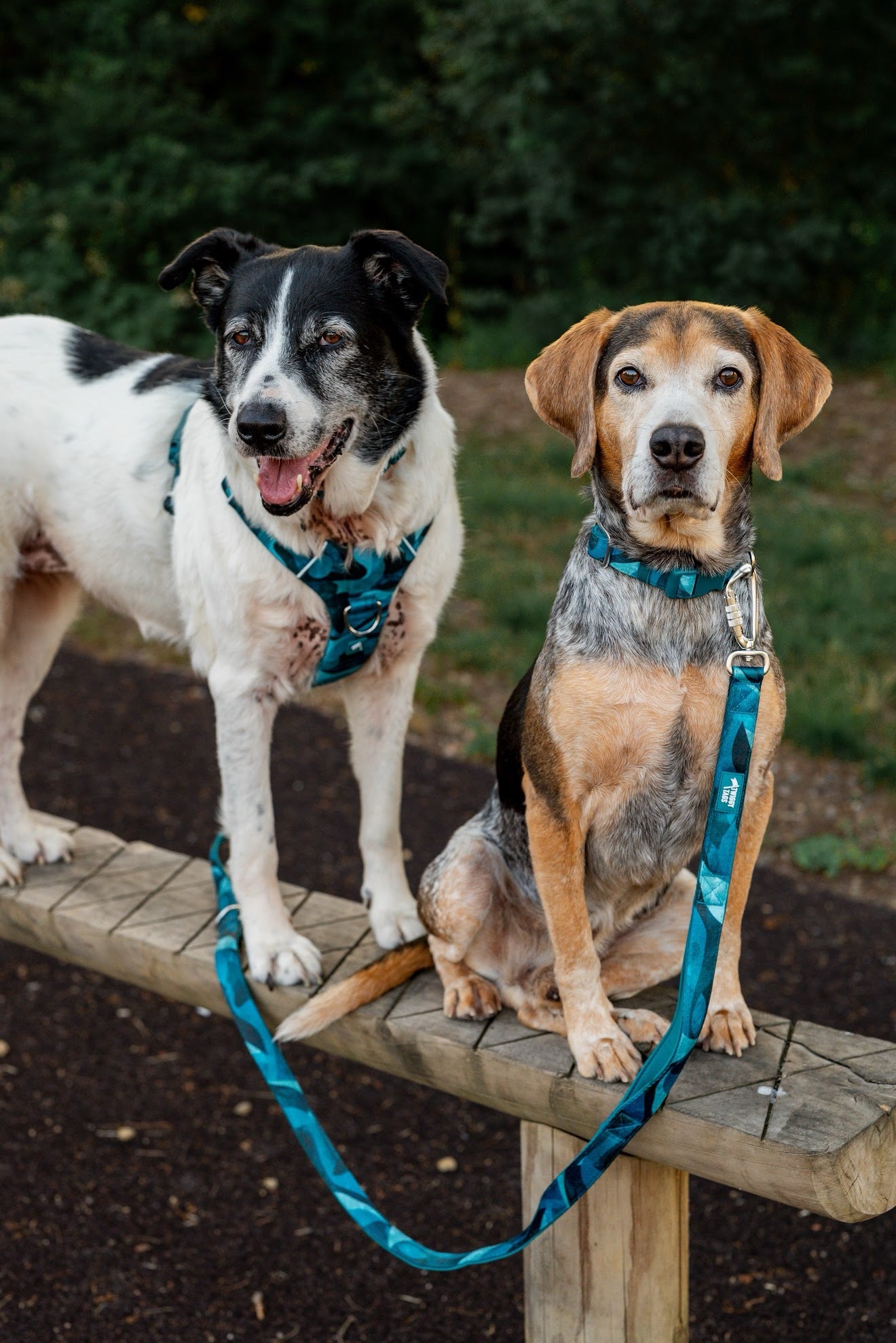Twiggy Tags Adventure Small Lead 2.0 - Lagoon