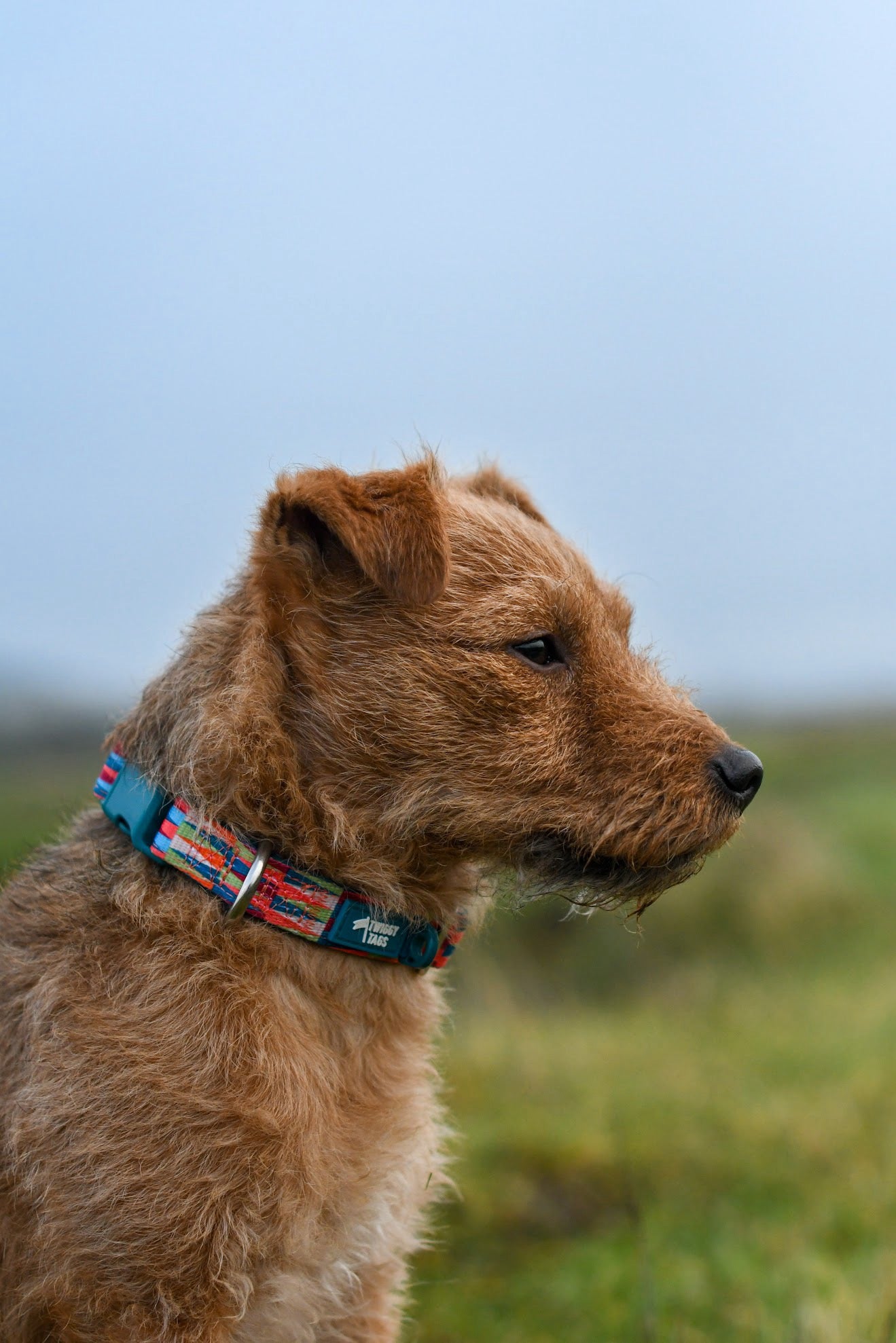 Twiggy Tags Horizon Collar - Elixir