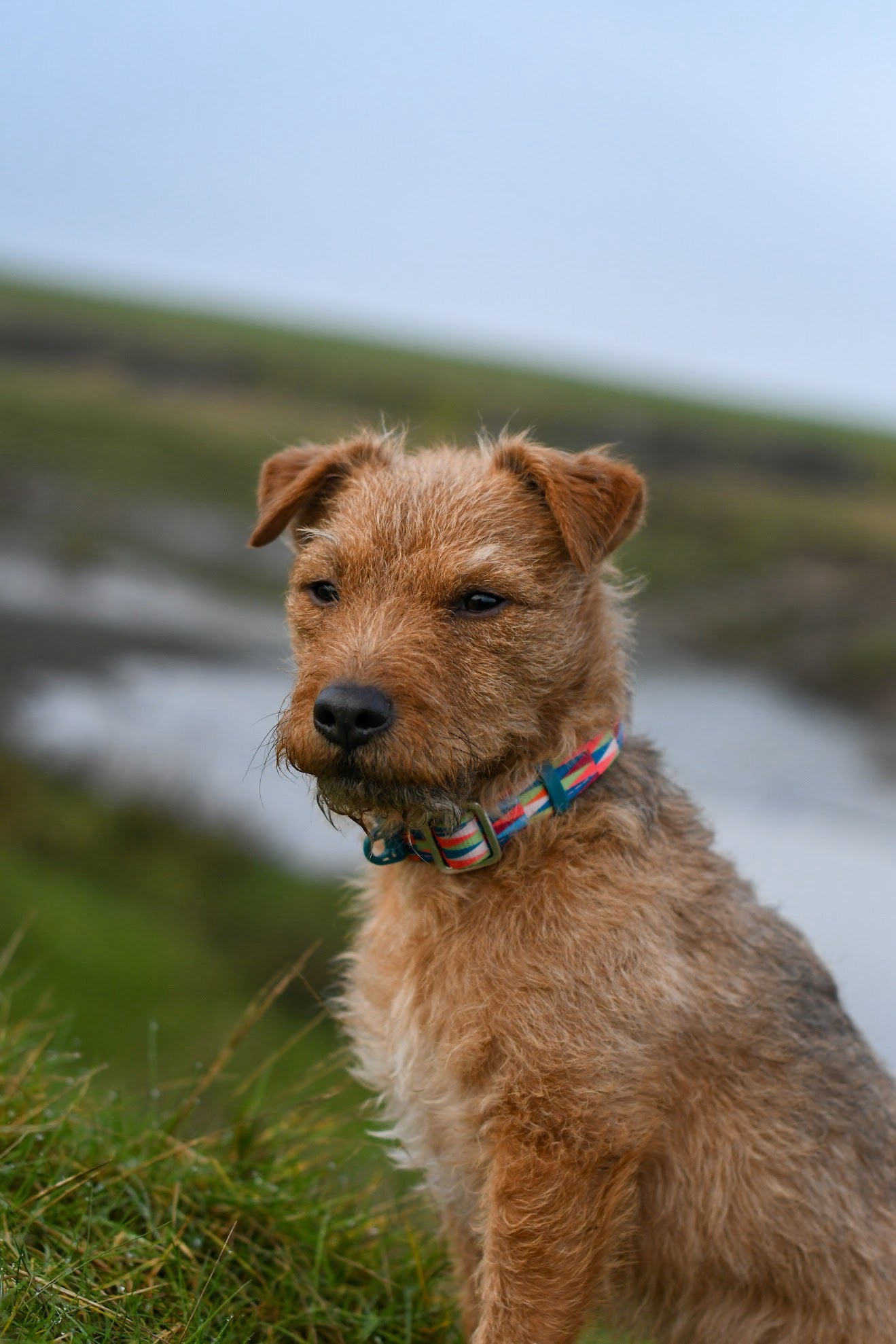Twiggy Tags Horizon Collar - Elixir