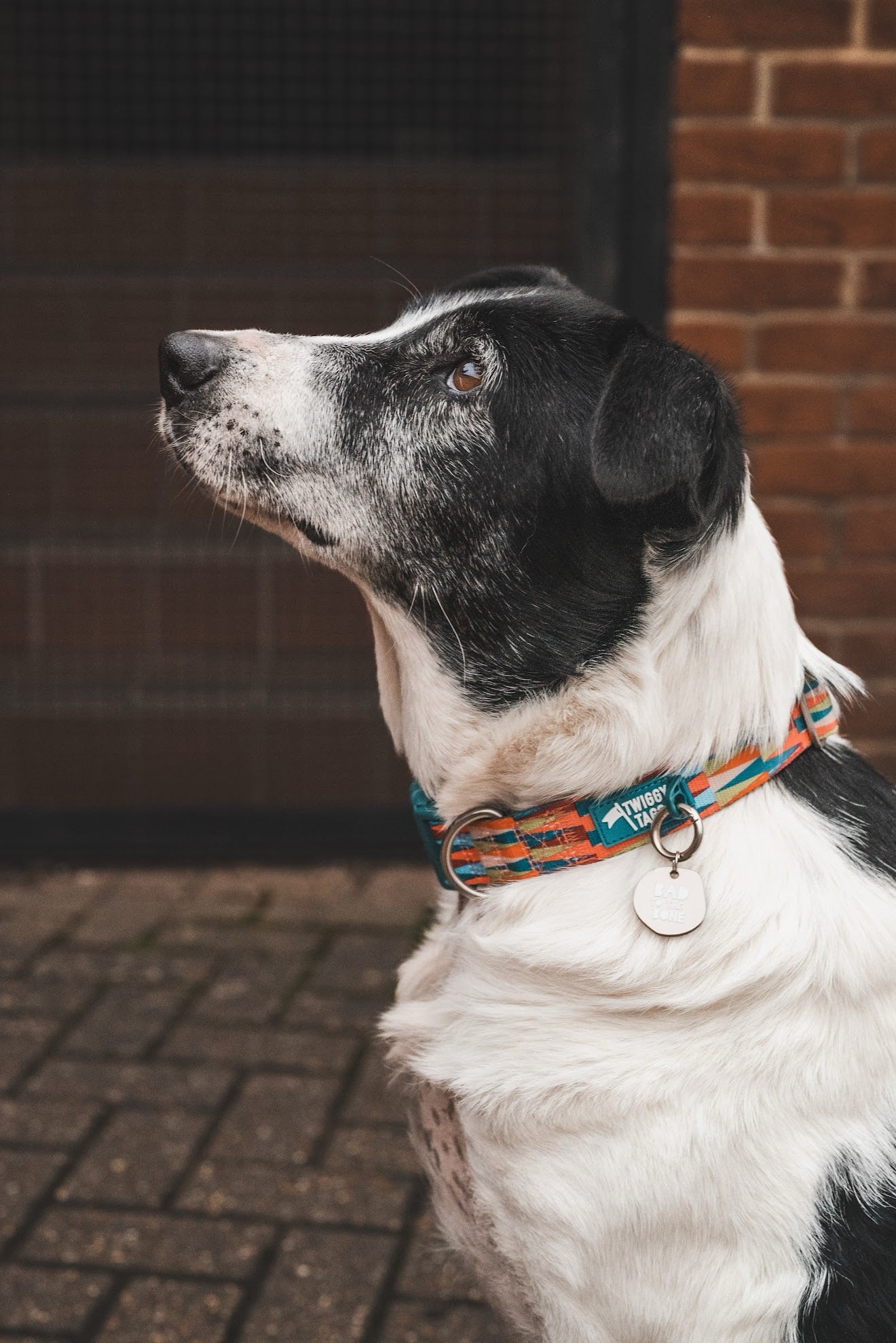 Twiggy Tags Horizon Collar - Elixir