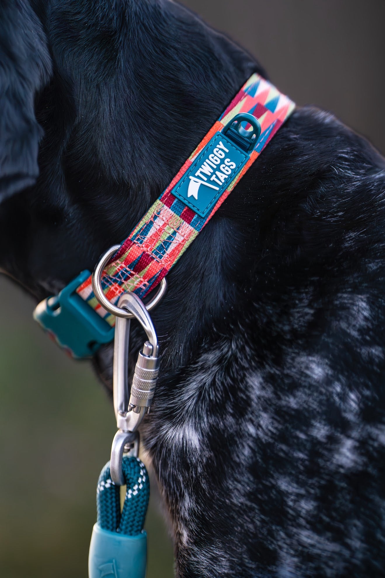 Twiggy Tags Horizon Collar - Elixir